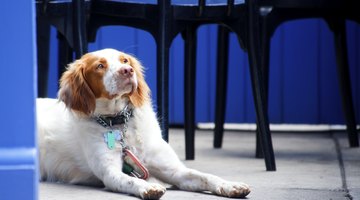 English Springer Spaniel