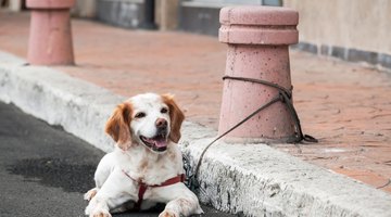 Domestic dog tied to a street bollard waiting for owner