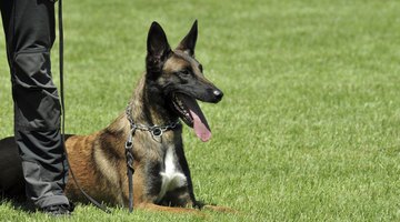 police dog